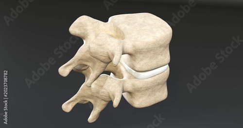 Obraz na płótnie 3d model of two lumbar vertebrae