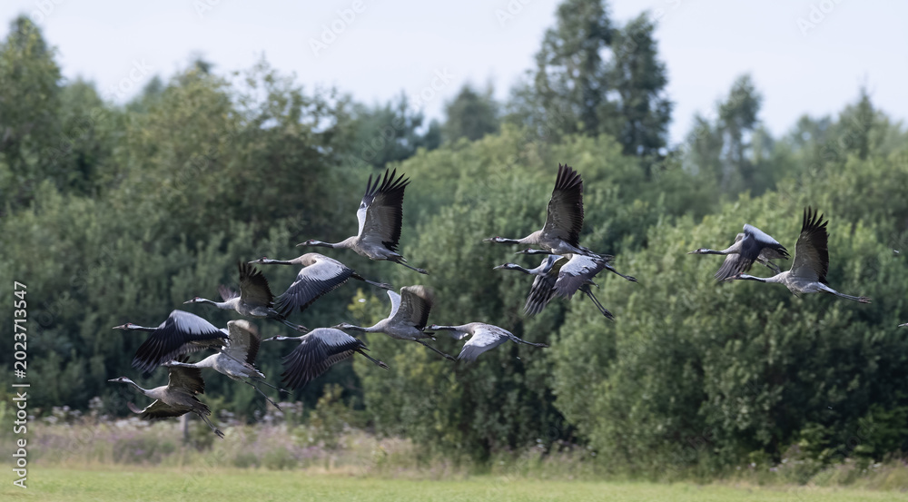 Fototapeta premium Cranes flying in formation over Hajnowka rural landscape