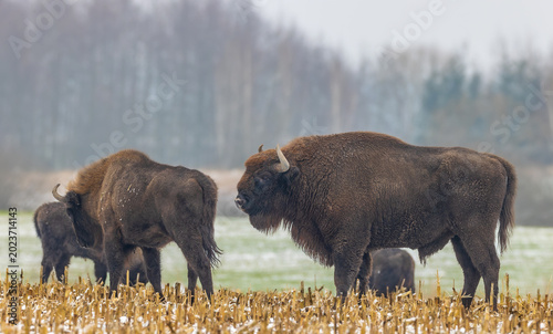 Canvas Print European bisons grazing in snowy winter field