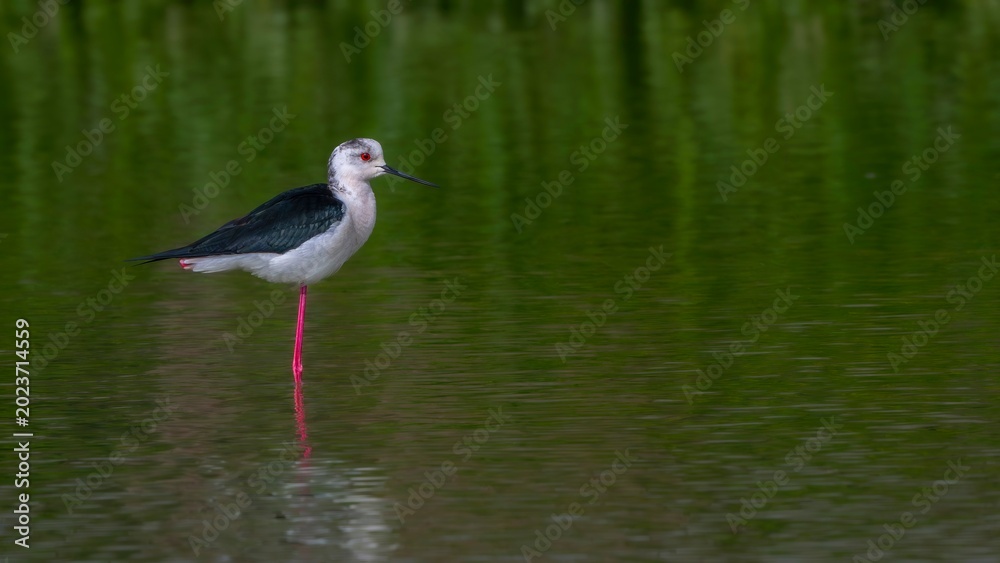 Obraz premium black crowned night heron on the shore