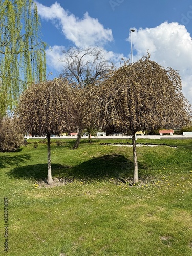 Фотография Weeping goat willow (Salix caprea ‘Pendula’) tree with cascading branches and soft catkins in early spring