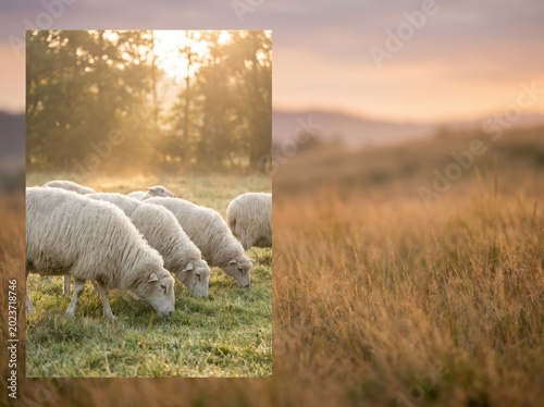 White sheep grazing in grassy meadow during Eid al Adha celebration at sunset
