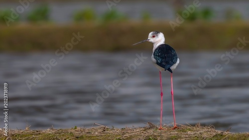 black crowned night heron