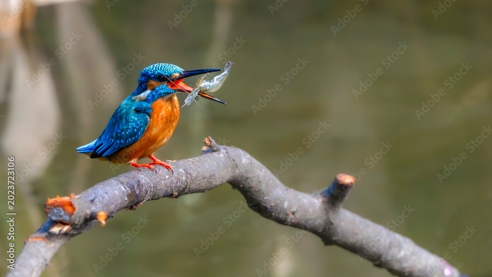 Obraz premium kingfisher on a branch