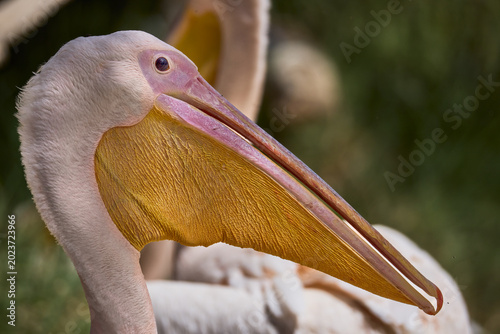 Fotografía portrait of a pelican