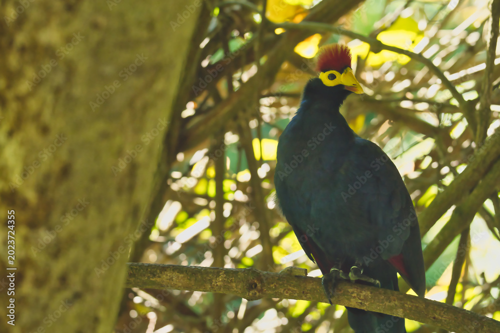Obraz premium A vibrant bird with a yellow face and red crown sits on a branch amongst green foliage, showcasing its striking colors in a natural setting.