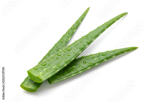 Fresh aloe vera leaves with water droplets on white background