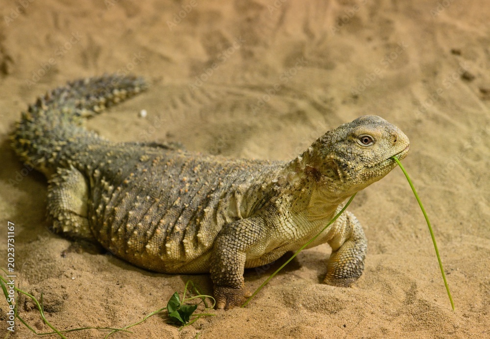 Fototapeta premium lizard in the sand
