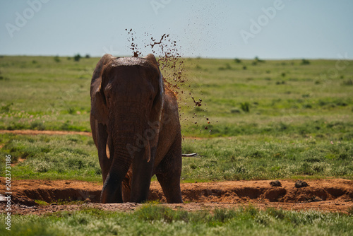 Fotografía A close-up of an elephant throwing dirt over its body while standing in a grassy landscape, showcasing its natural behavior in the wild