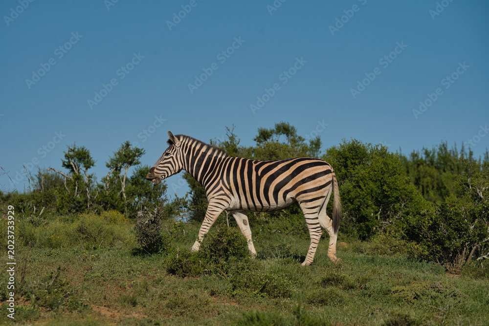Obraz premium A zebra walks gracefully through a lush green landscape under a clear blue sky, showcasing its distinctive black and white stripes.