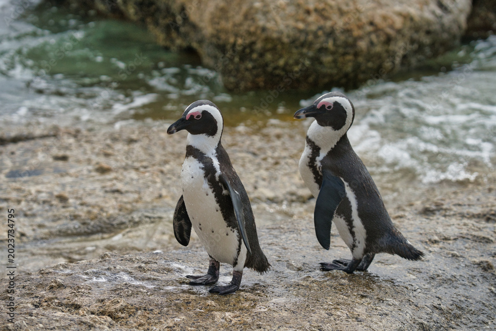 Fototapeta premium Two African penguins standing on a rocky shore, with ocean waves in the background, showcasing their distinctive black and white plumage.