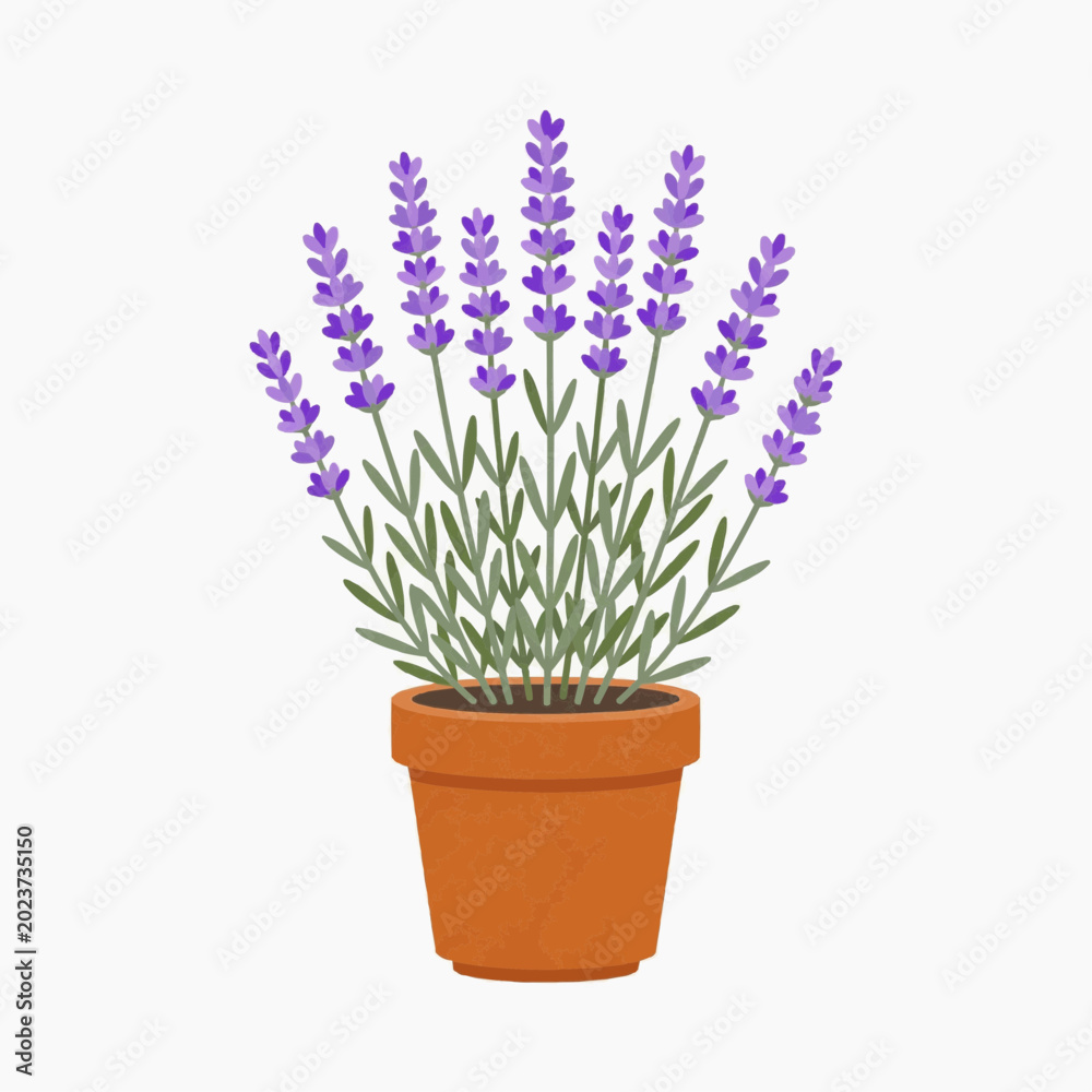 Obraz premium Lavender Plant in Terracotta Pot