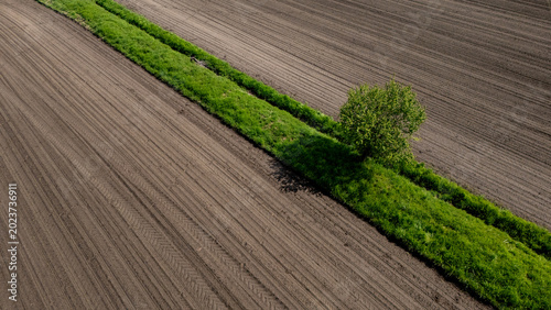 Aerial high angle view of single green tree on grassy ridge between plowed agricultural fields land management and agritech sustainability