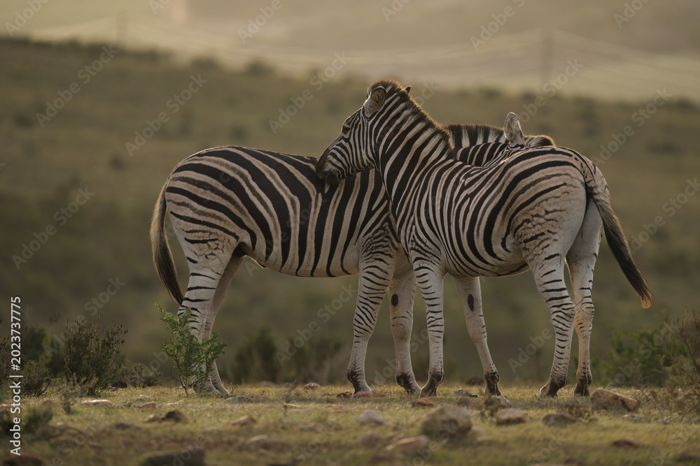 Naklejka premium Two zebras stand closely together in a serene natural setting, showcasing their unique black and white stripes amid a soft-focus background.