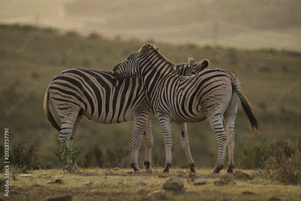 Naklejka premium Two zebras standing closely together, appearing affectionate, in a serene landscape during golden hour with soft lighting.