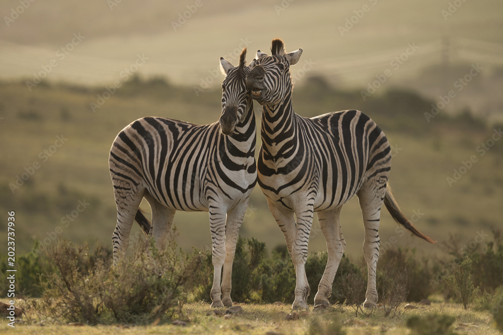 Obraz premium Two zebras gently touching heads in a serene landscape, showcasing their distinctive black and white stripes against a blurred background.