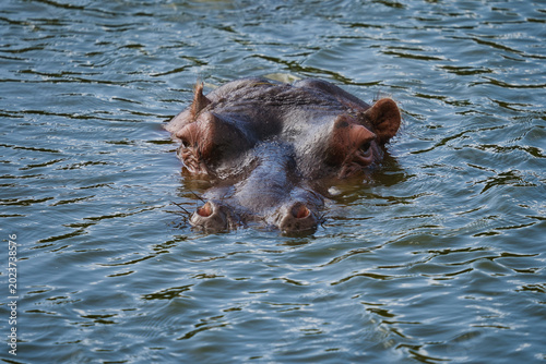 Obraz na płótnie A close-up view of a hippopotamus partially submerged in murky water, showcasing its large head and eyes above the surface