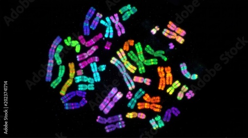 Chromosome Spread Karyotype Fluorescence FISH Imaging