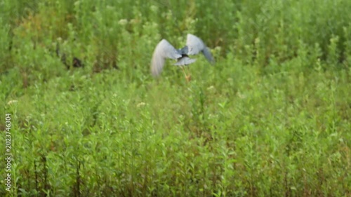 Sleepy heron flying over a lake, a beautiful sleepy heron flying over a calm lake in Brazil, 4k. Slow motion video.