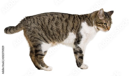 Foto Side view profile of curious striped cat walking and looking down attentive isol