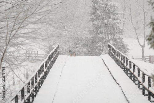Tablou pe pânză A serene winter scene unfolds on a quiet bridge covered in thick snow as snowflakes gently fall from the sky
