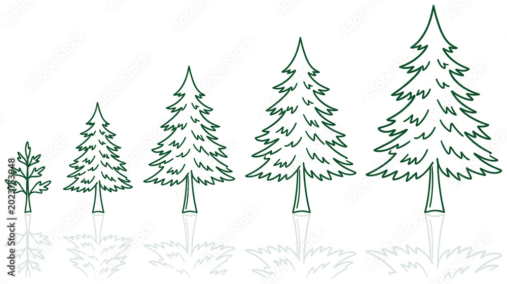 Obraz premium Stages of fir tree growth. evergreen conifer plant development.