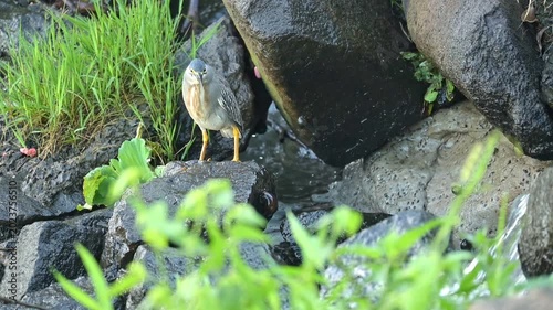 Sleepy heron by the edge of a lake, a beautiful sleepy heron by the edge of a calm lake in Brazil, 4k. Slow motion video.