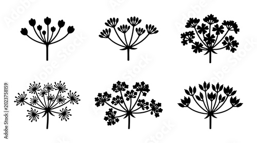 Cuadro en lienzo Umbel Flower Icons Set, Dill Plant Vector Graphics, Botanical Illustration Eleme