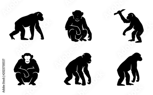 Foto Chimpanzee Silhouettes, Primate Poses Collection, Ape Icon Set, Wildlife Vector