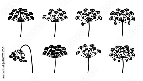Photos Botanical Dill Flower Vector Icons, Umbel Seed Head Illustrations, Herb Plant Si