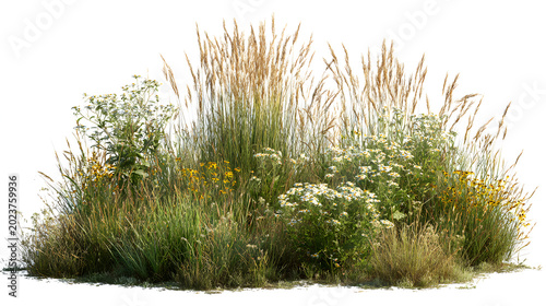 Wild meadow grasses and wildflowers isolated on white background