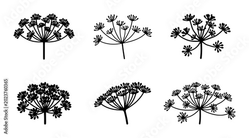 Photos Dill Flower Vector Icons Set, Umbel Herb Botanical Illustrations, Fresh Green Pl
