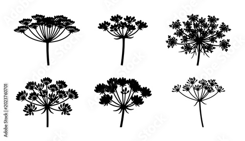 Photos Black Dill Flower Silhouettes, Umbel Herb Vector Collection, Botanical Plant Ico