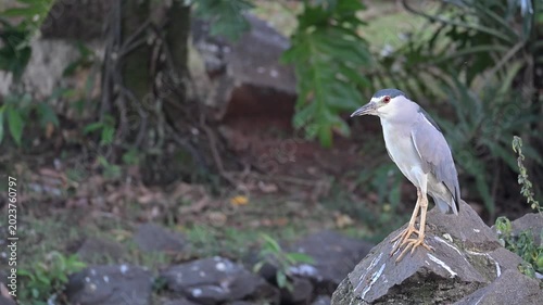 Sleepy heron by the edge of a lake, a beautiful sleepy heron by the edge of a calm lake in Brazil, 4k. Slow motion video.