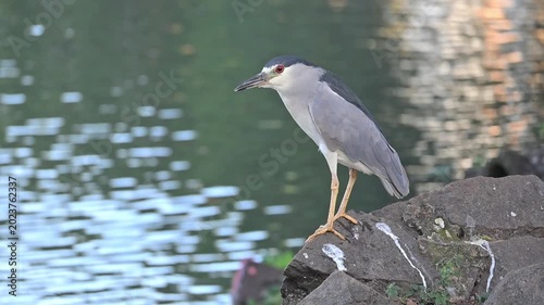 Sleepy heron by the edge of a lake, a beautiful sleepy heron by the edge of a calm lake in Brazil, 4k. Slow motion video.
