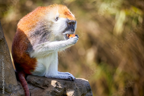 Photography monkey in the zoo