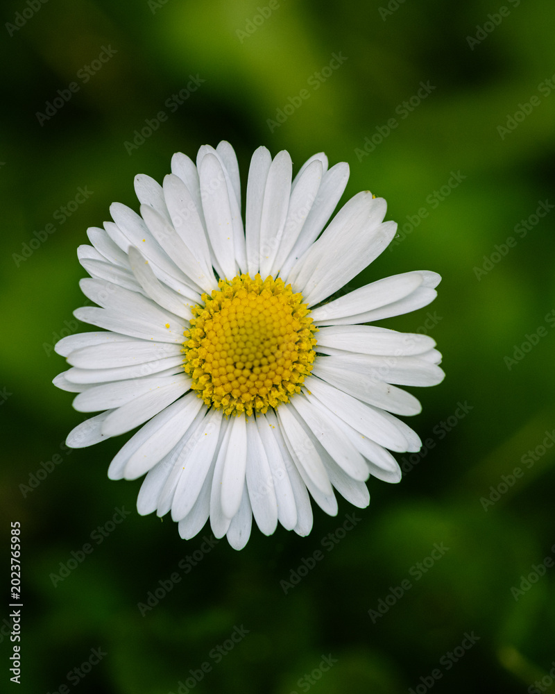 Fototapeta premium Fine Art Daisy Macro with Emerald Green Bokeh