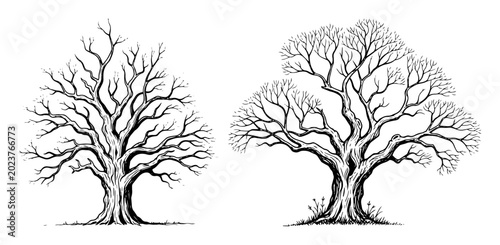 old leafless trees in winter hand drawn sketch vector set