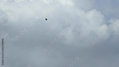 Vulture in flight, the beautiful and graceful flight of a vulture in a cloudy sky. 4k