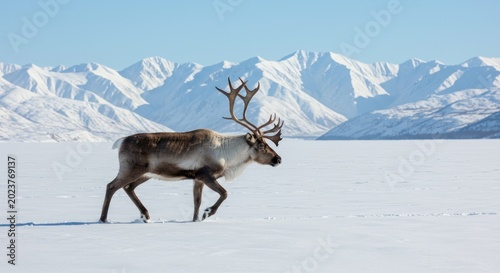 deer in the snow