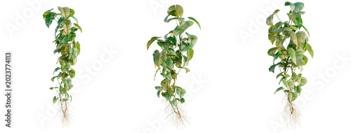Fotografia Epipremnum aureum tree, elevation, front view, cutout, transparent background, i