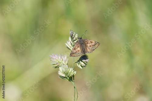 Obraz na płótnie Dingy skipper (Erynnis tages) butterfly sitting on a blade of grass in Zurich, S