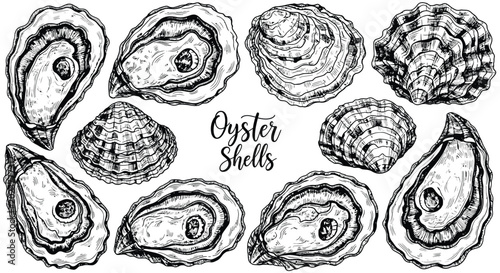 Foto Detailed collection of oyster shell illustrations rendered in hand drawn ink style depicting textured mollusk shells for culinary marine or seafood designs
