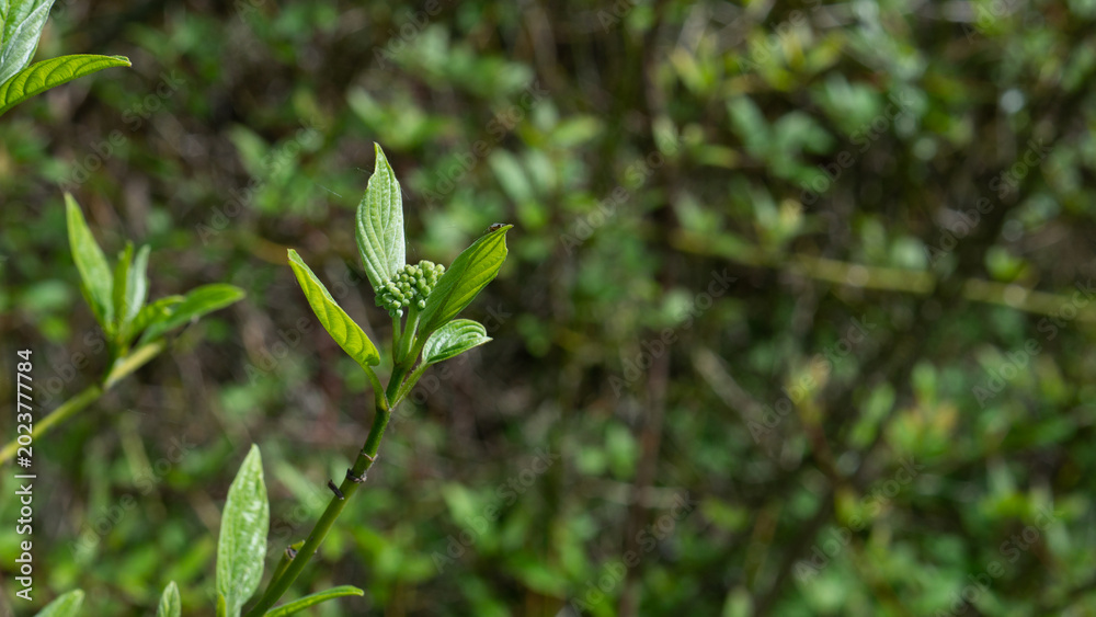 Fototapeta premium Fresh Spring Shoots of Elderberry (Sambucus nigra) — New Growth Botanical Close-Up with Bokeh Background