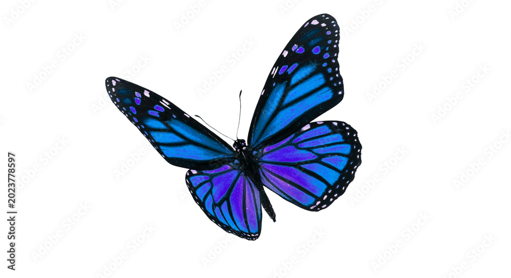 Fototapeta premium purple butterfly