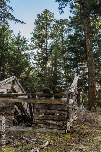 фотографія Collapsed Rustic Log Structure in Conifer Forest, British Columbia, Canada