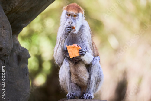 Foto monkey with baby monkey
