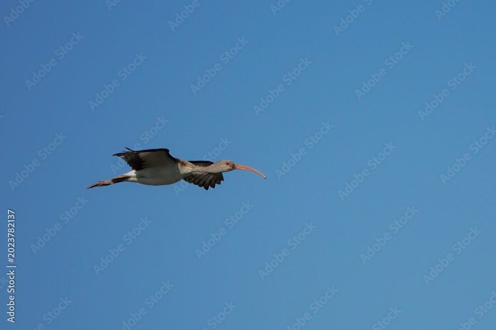 Obraz premium White ibis shore bird soaring through blue sky inflight. 
