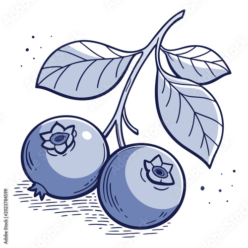 Fotografie Blueberry branch illustration with leaves and two ripe berries line art
