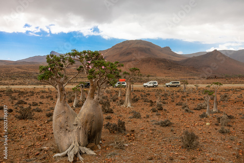 Fotografi Desert rose trees near a remote road in the mountainous landscape of Socotra Island, Yemen